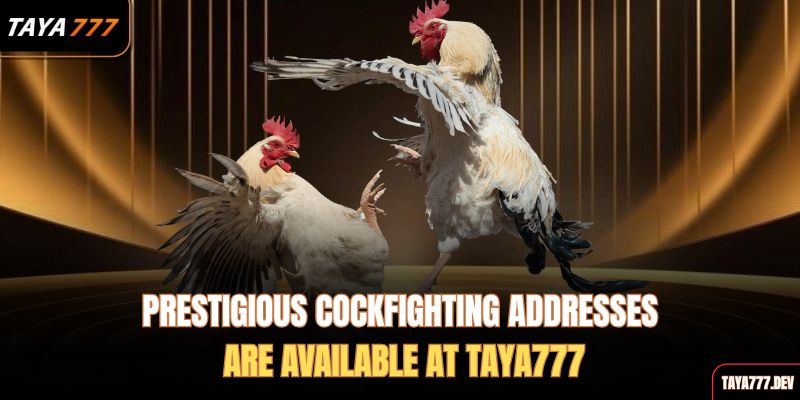 prestigious-cockfighting-addresses-are-available-at-taya777