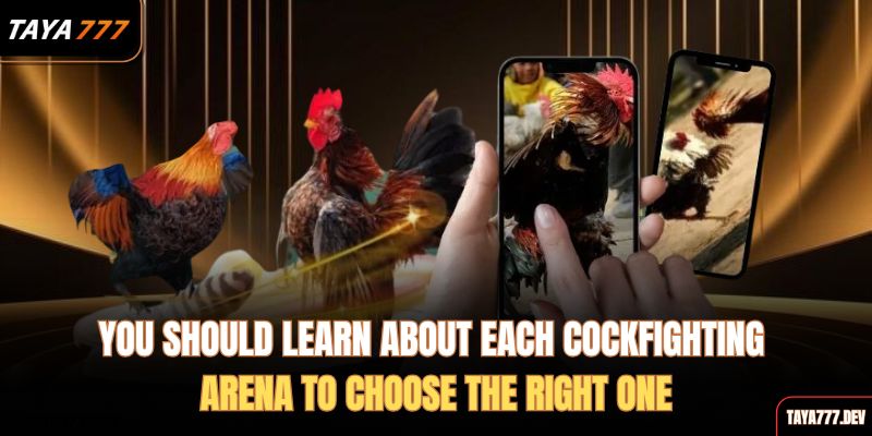 you-should-learn-about-each-cockfighting-arena-to-choose-the-right-one